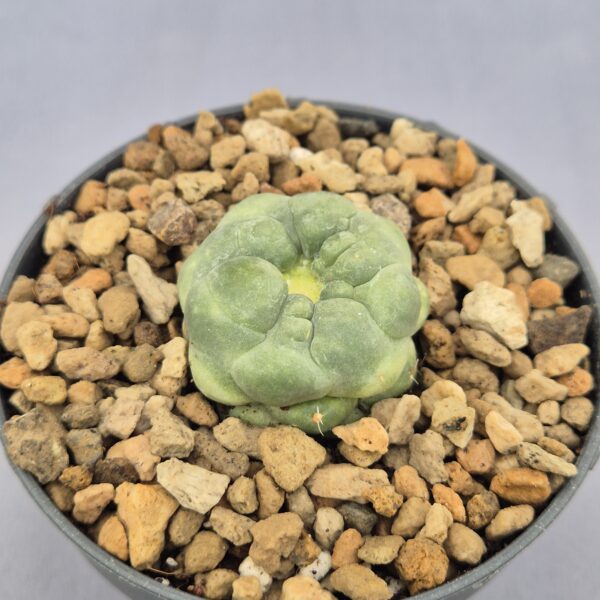 Coryphantha Elephantidens inermis monstruosa