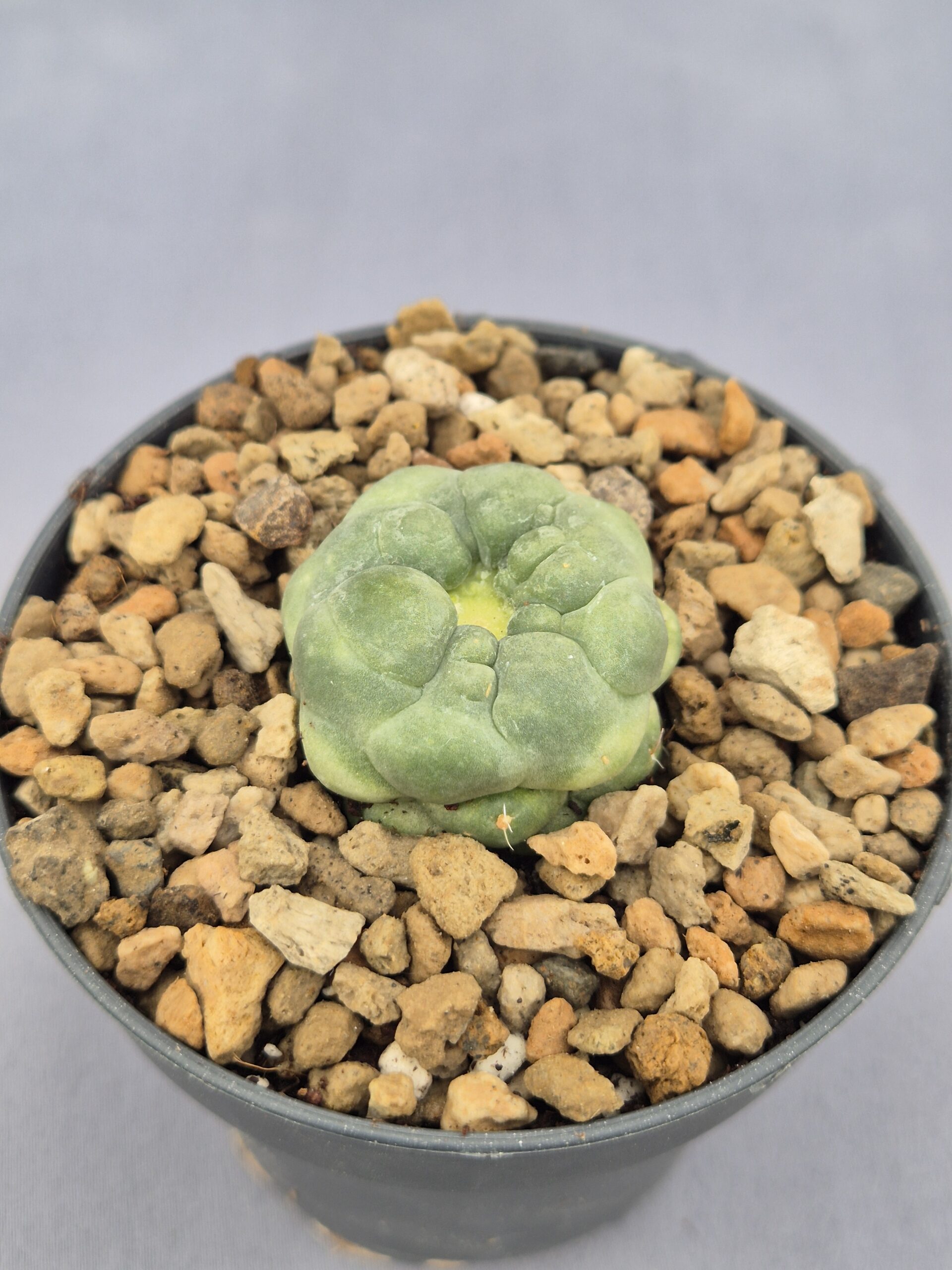 20250217_151618 Coryphantha Elephantidens inermis monstruosa - Imagen 1