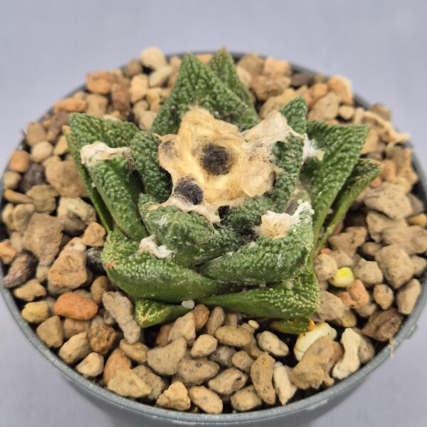 Ariocarpus Bravoanus MZ 893