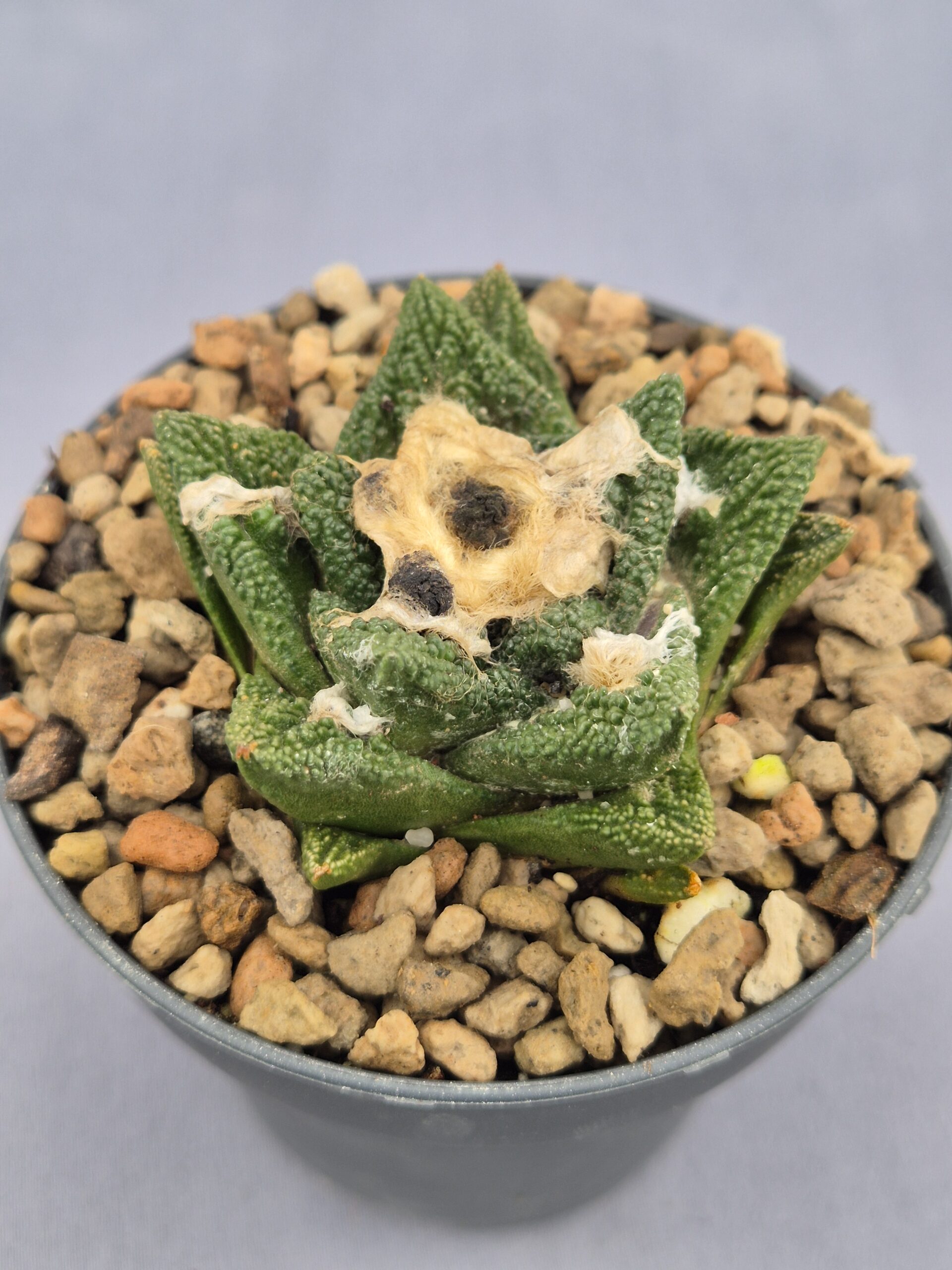 20250217_151931 Ariocarpus Bravoanus MZ 893 - Imagen 1