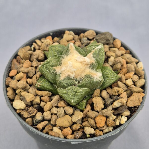 Ariocarpus Fissuratus Boguillasdeu MZ 1297