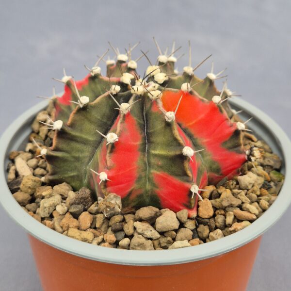 Gimnocalycium variegata