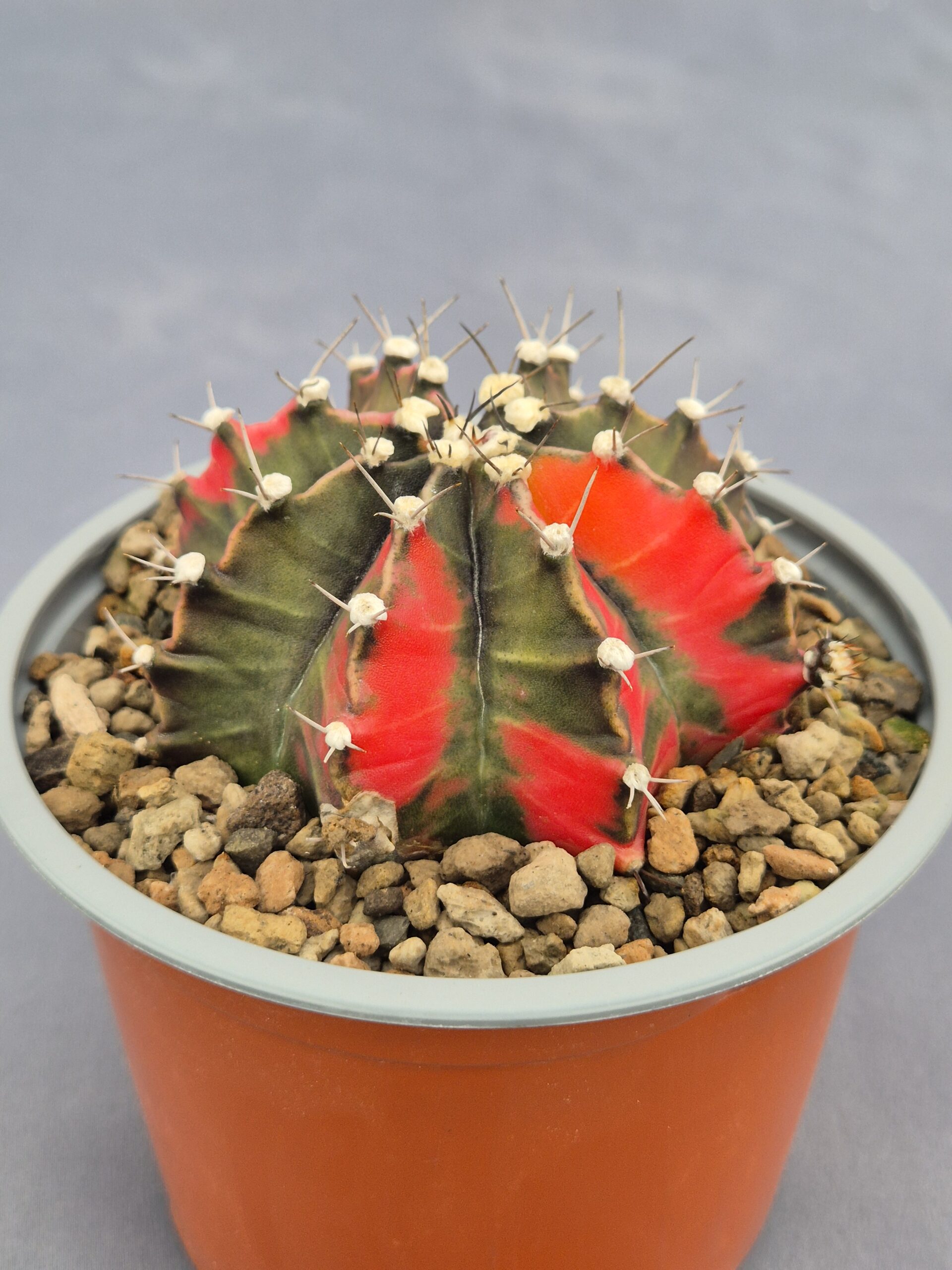 20250217_152755 Gimnocalycium variegata - Imagen 1