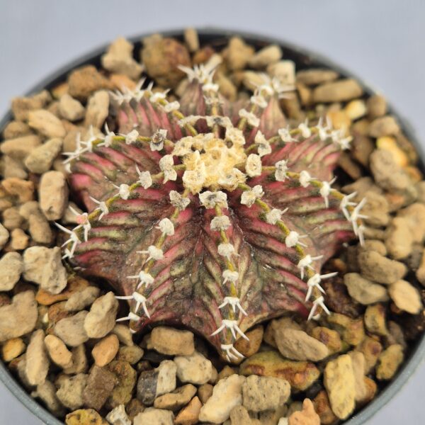 Gymnocalycium 'Trex híbrido'