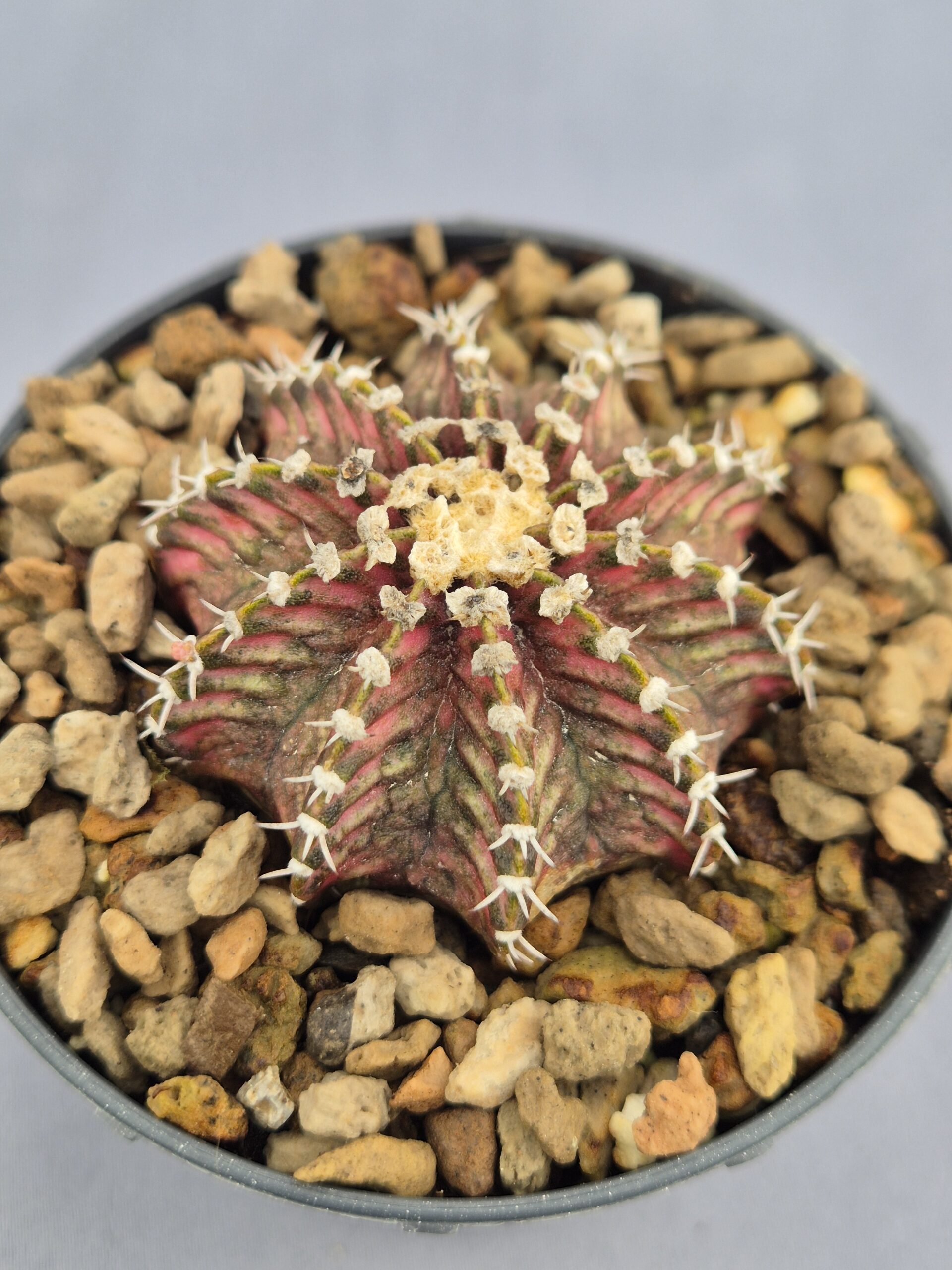 20250217_153807 Gymnocalycium 'Trex híbrido' - Imagen 1