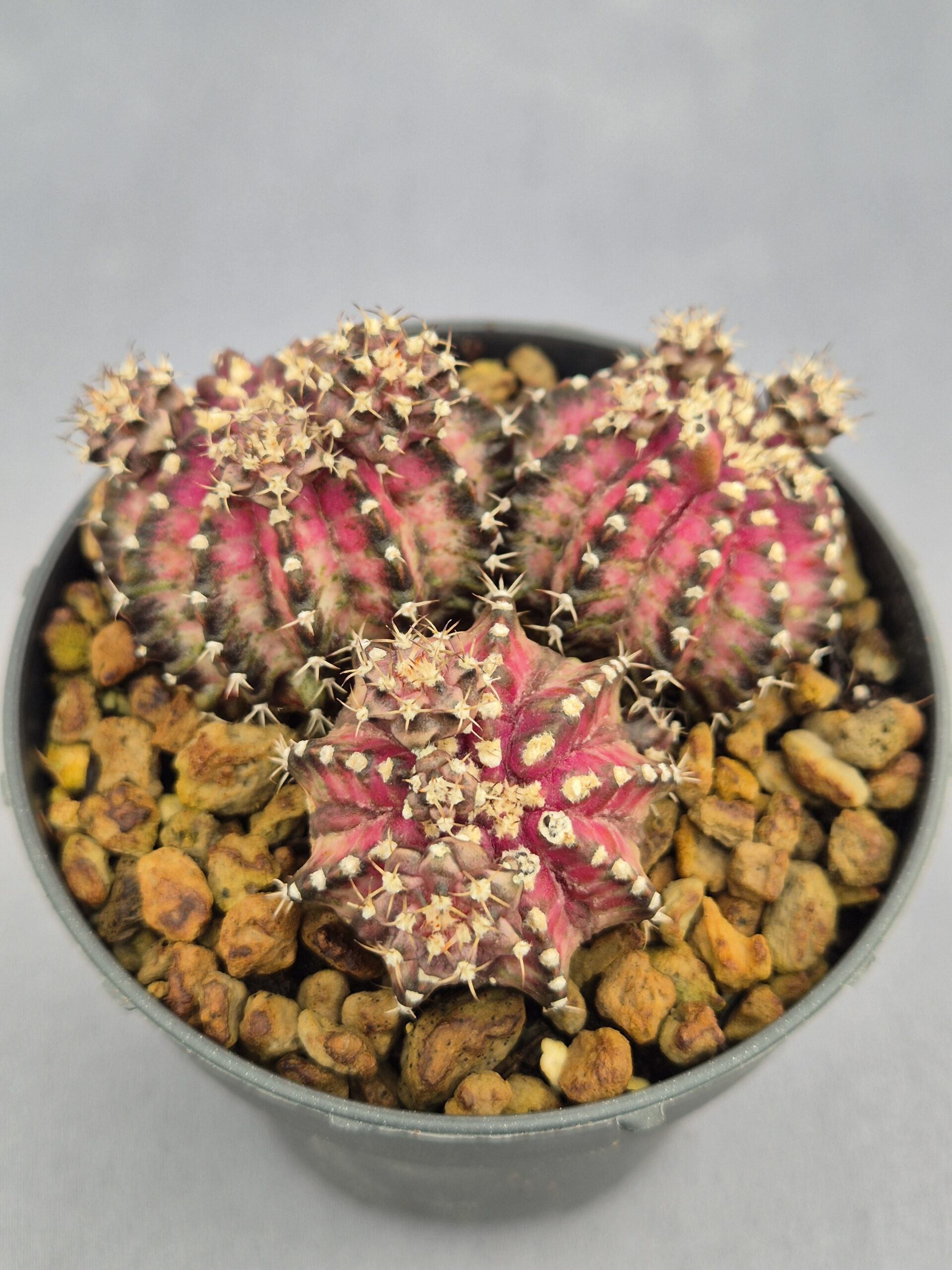 20250217_153926 Gymnocalycium 'Trex híbrido' tres cabezas - Imagen 1