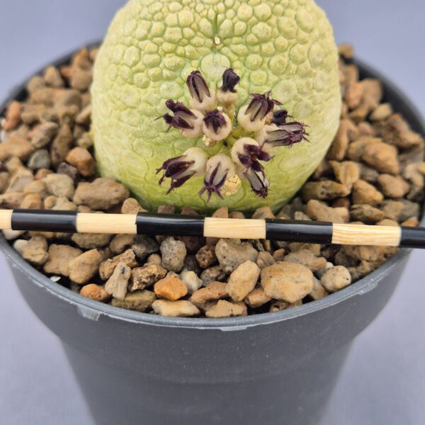 Pseudolithos Migiurtinus 001