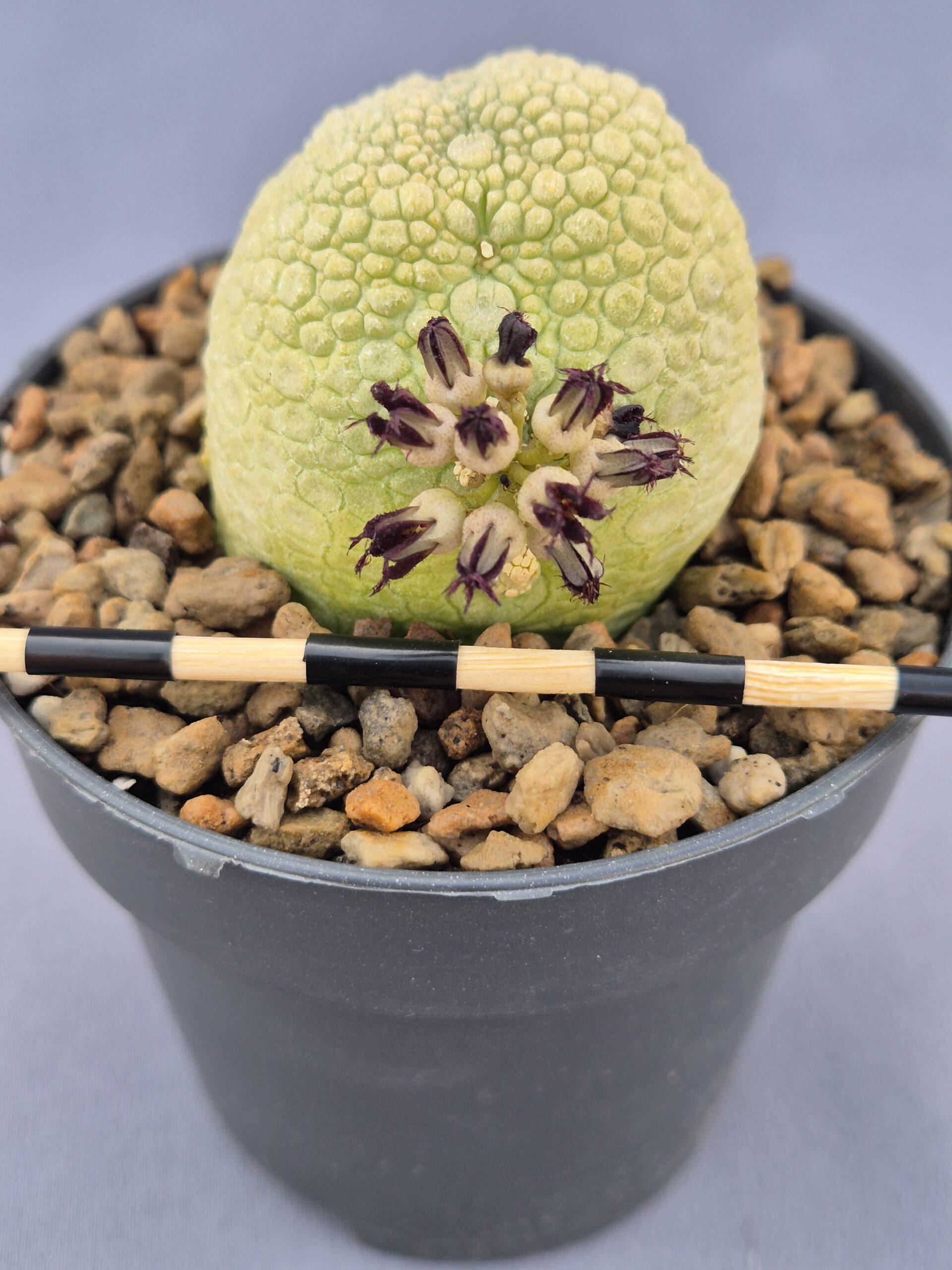 20250218_160000 Pseudolithos Migiurtinus 001 - Imagen 1