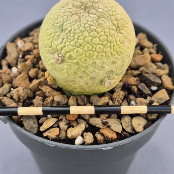 Pseudolithos Migiurtinus 002