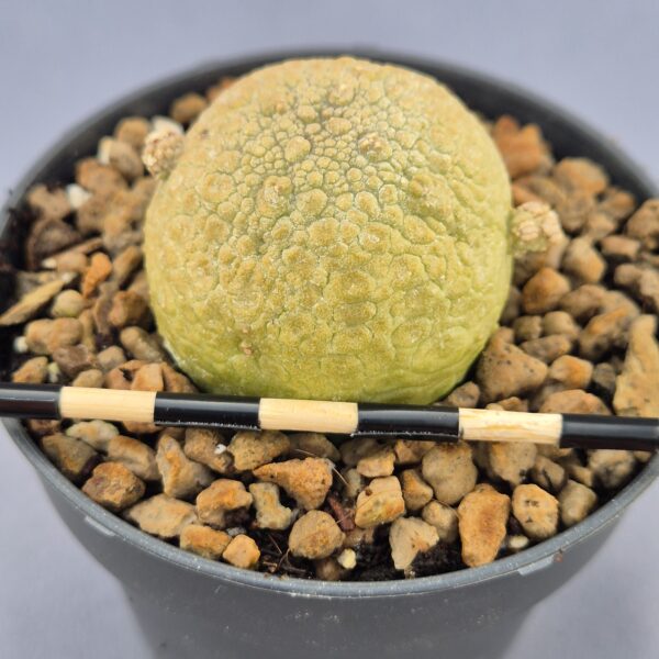 Pseudolithos Migiurtinus 003