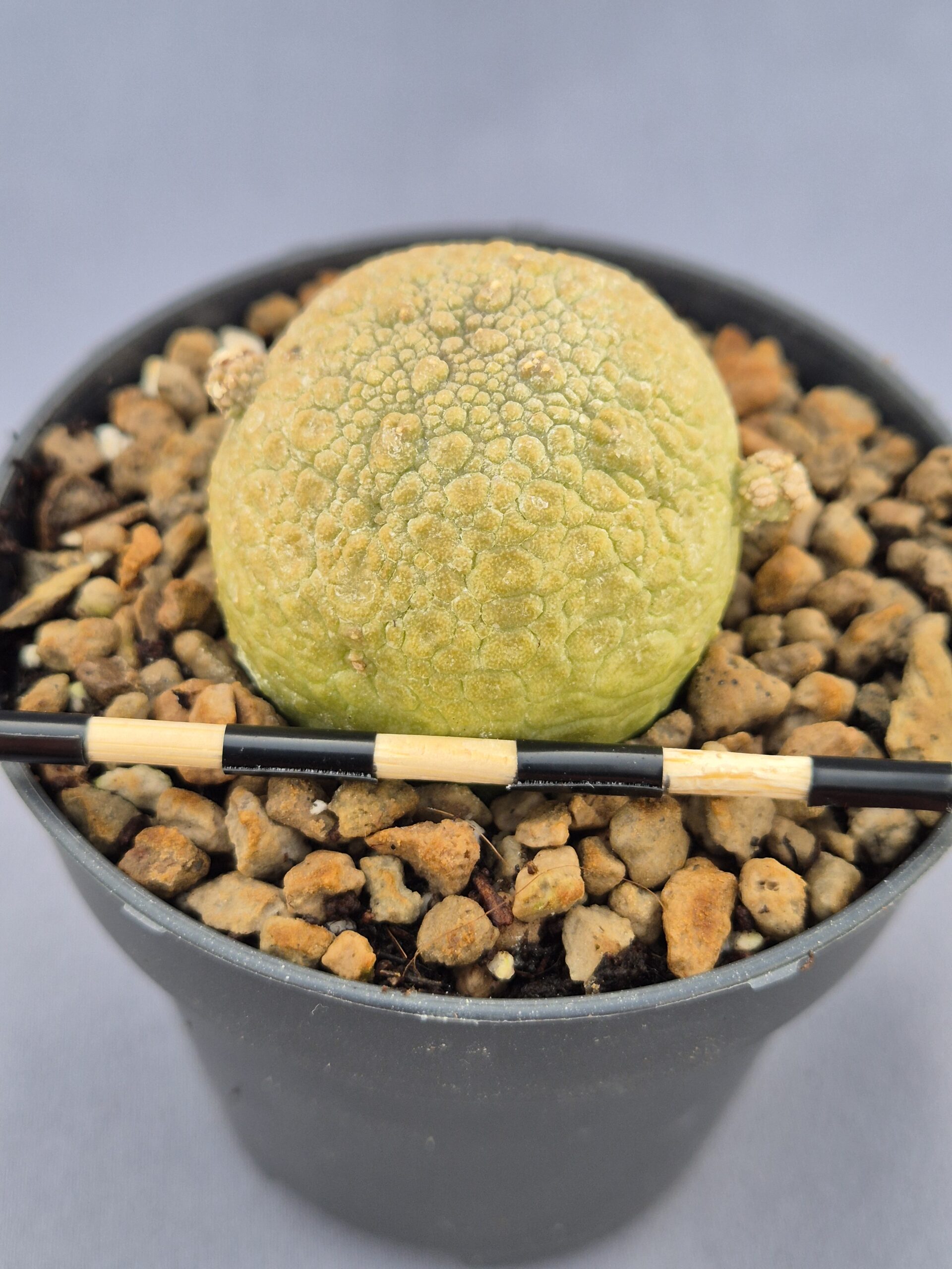 20250218_160252 Pseudolithos Migiurtinus 003 - Imagen 1