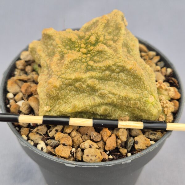 Pseudolithos Cubiformis 001