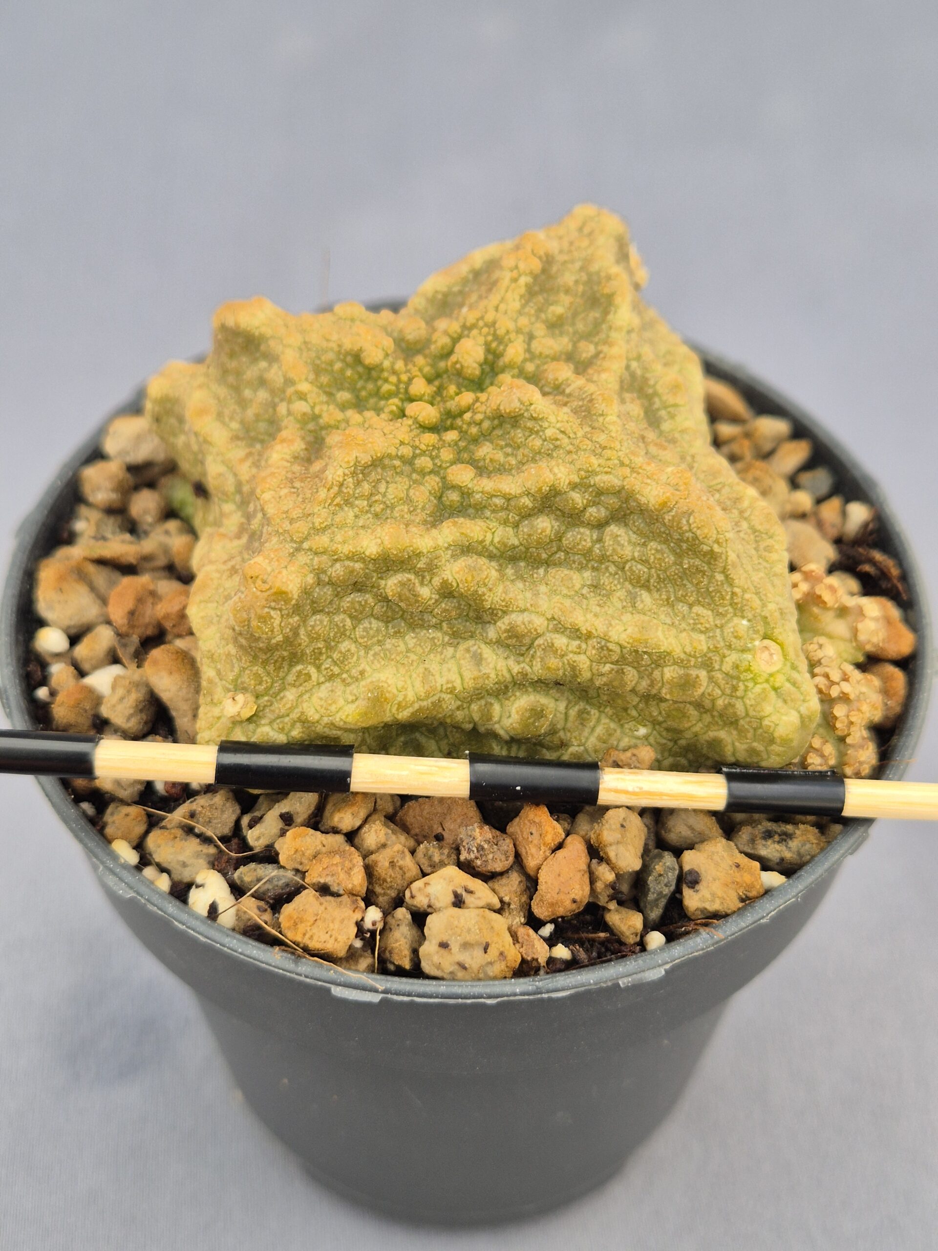 20250218_160834 Pseudolithos Cubiformis 001 - Imagen 1