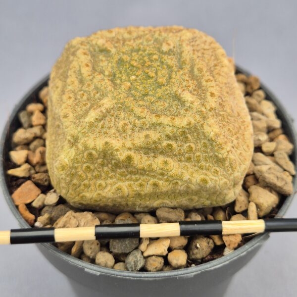 Pseudolithos Cubiformis 002