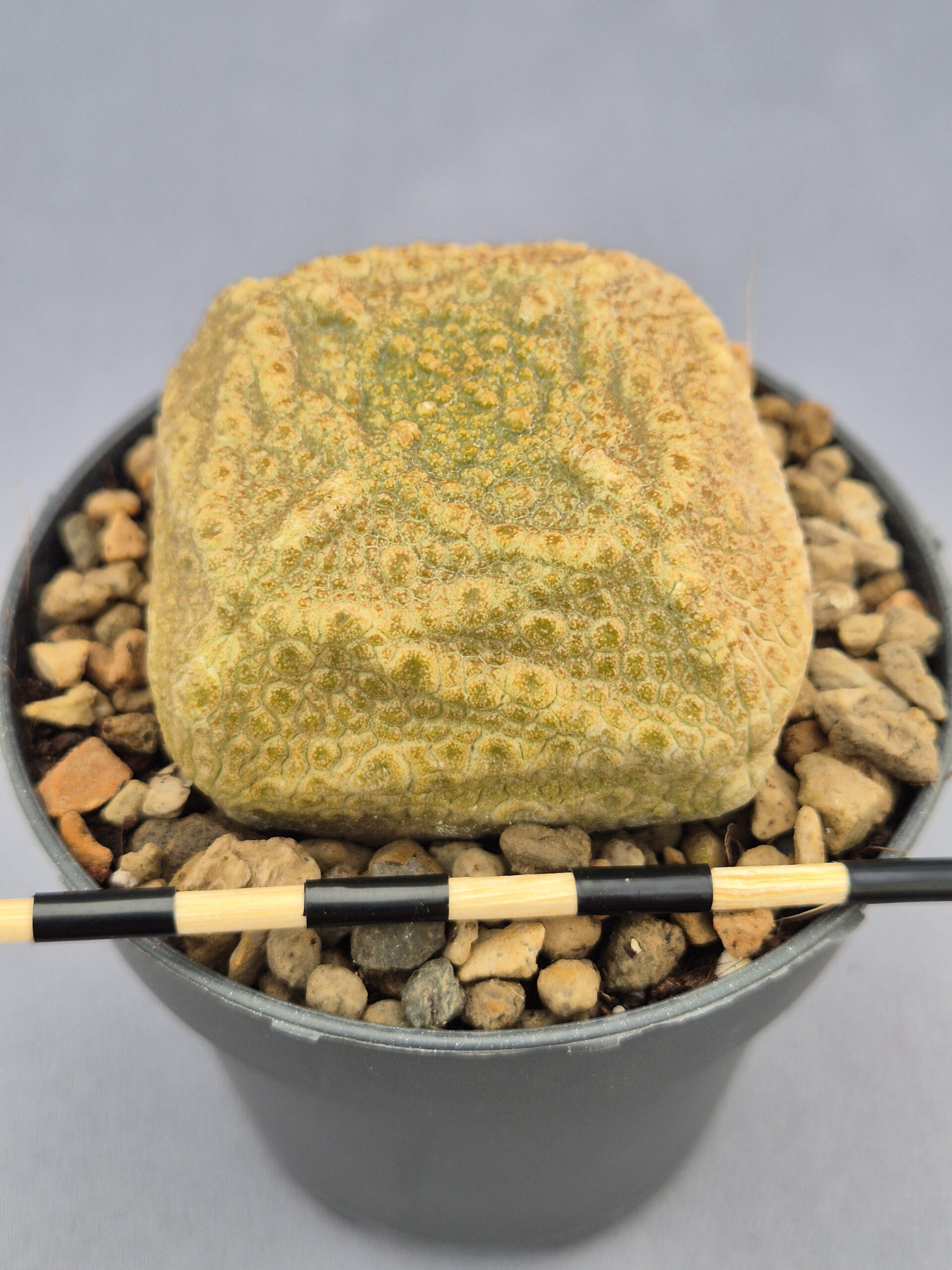 20250218_161036 Pseudolithos Cubiformis 002 - Imagen 1