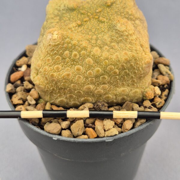 Pseudolithos Cubiformis 003