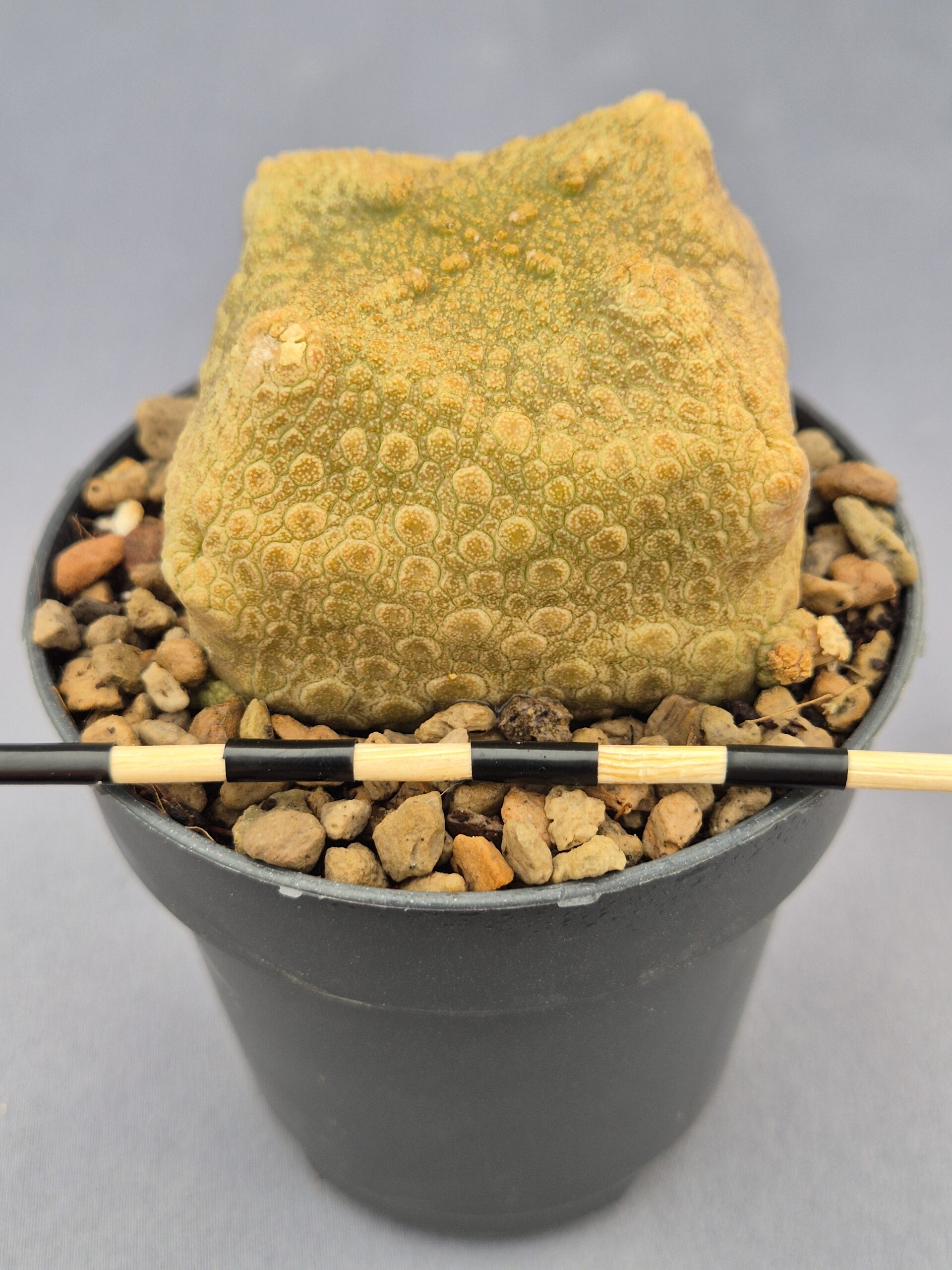 20250218_161247 Pseudolithos Cubiformis 003 - Imagen 1