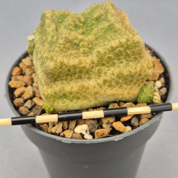 Pseudolithos Cubiformis 004