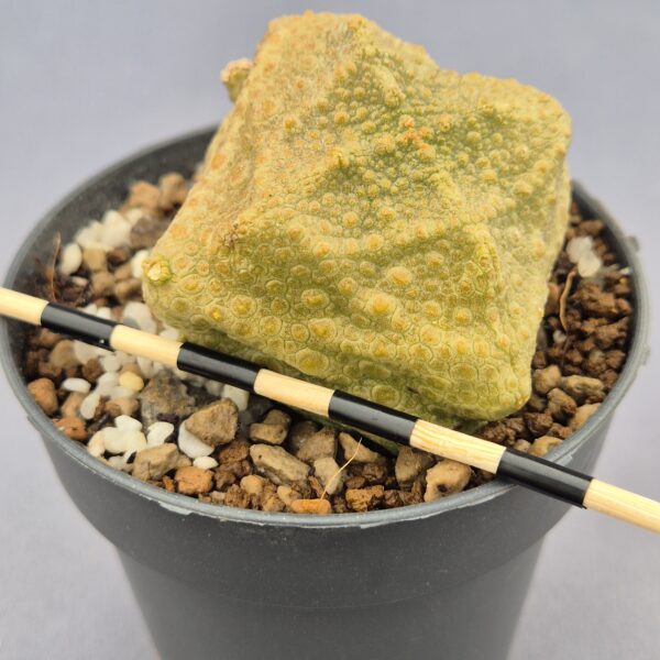 Pseudolithos Cubiformis 005