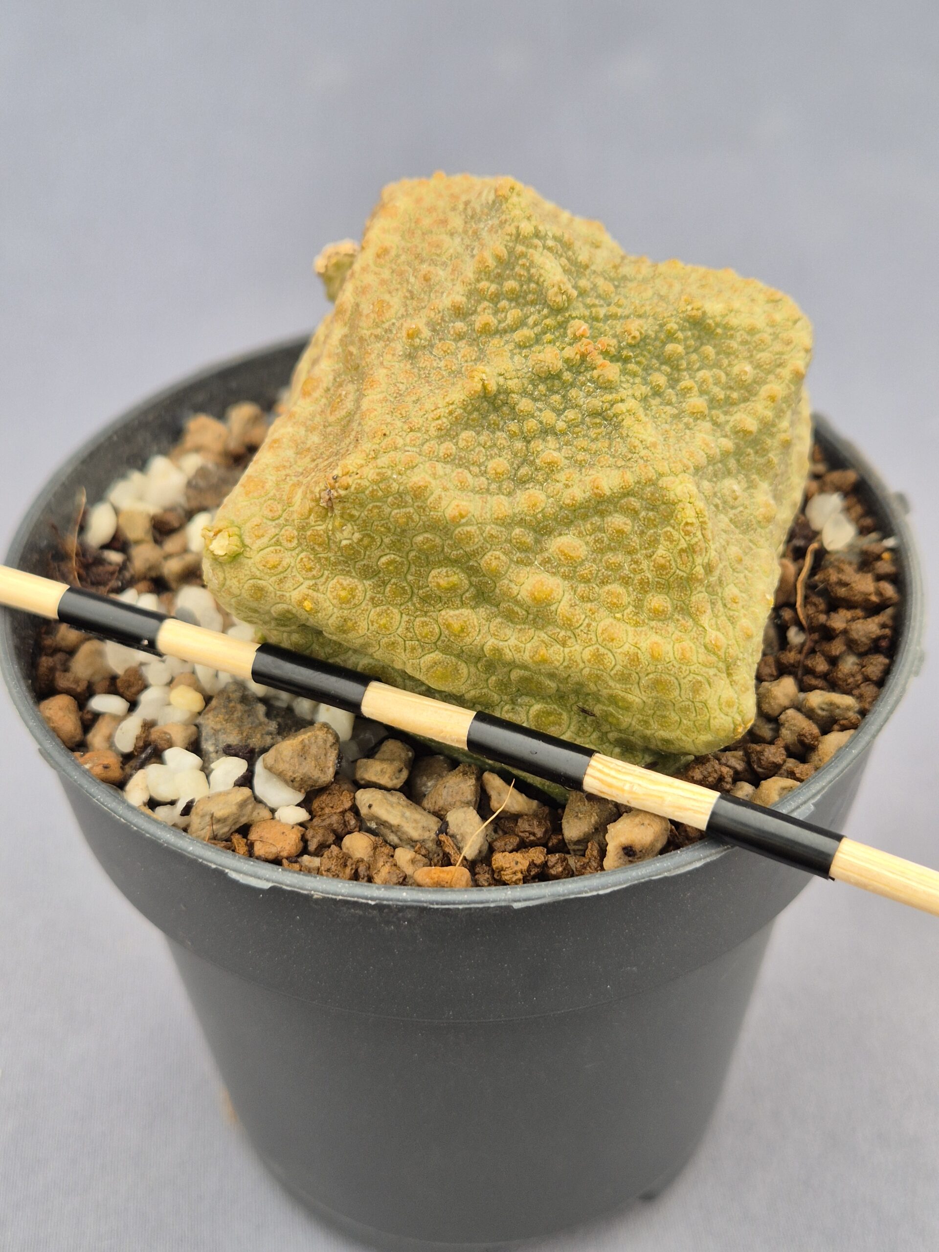 20250218_161508 Pseudolithos Cubiformis 005 - Imagen 1