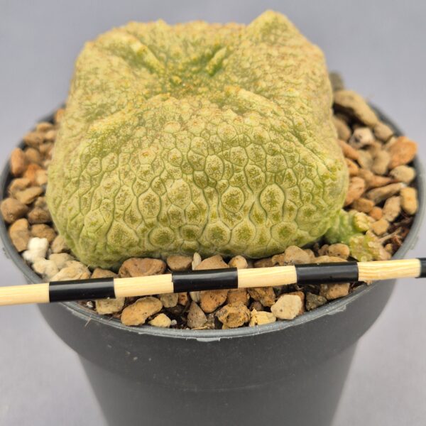 Pseudolithos Cubiformis 006