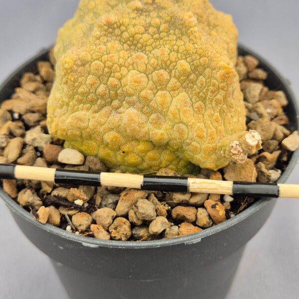 Pseudolithos Cubiformis 007