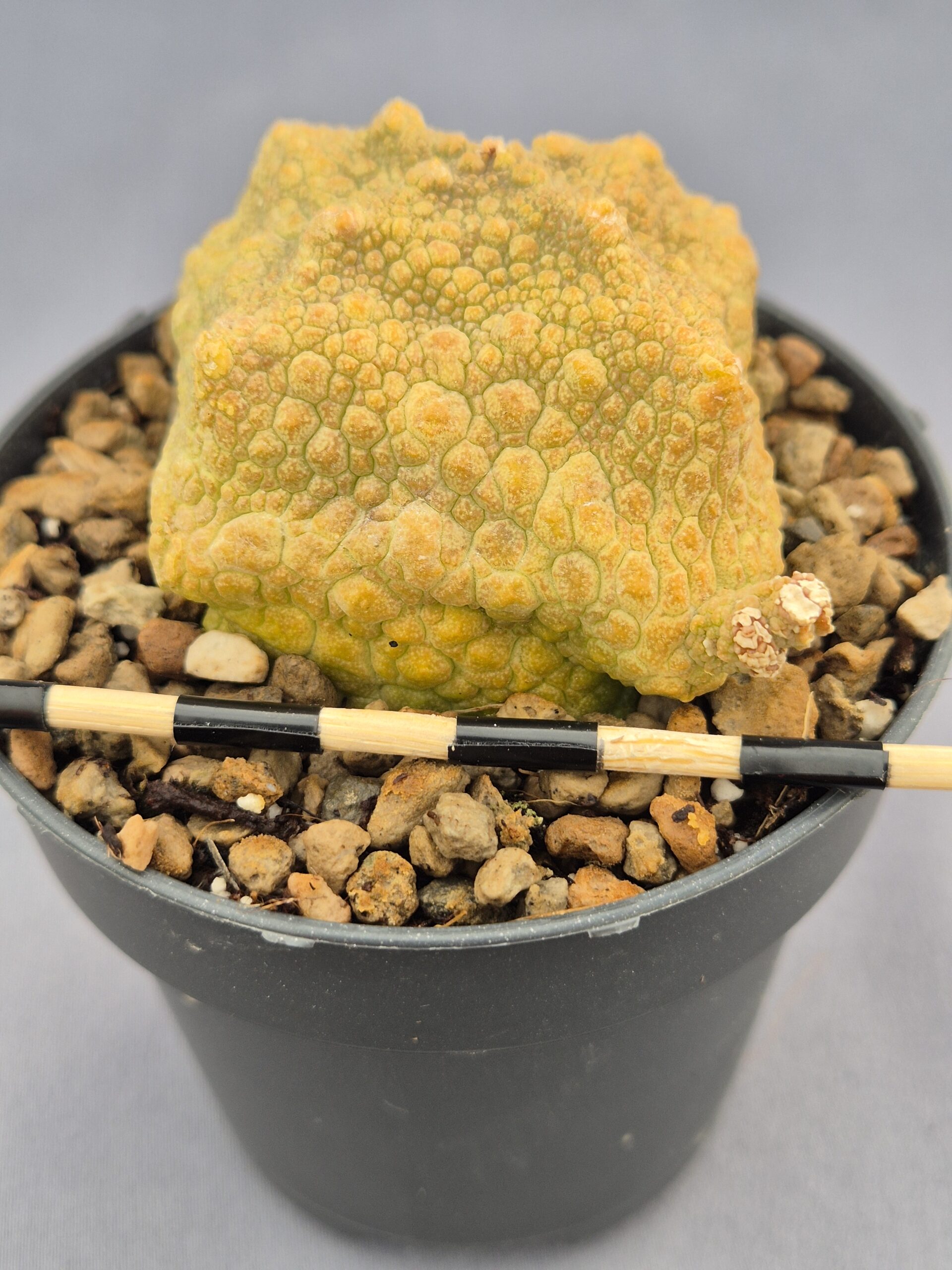 20250218_161956 Pseudolithos Cubiformis 007 - Imagen 1