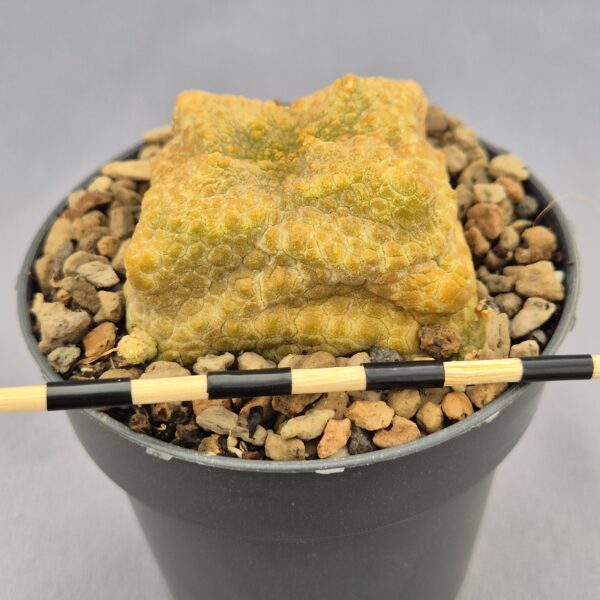 Pseudolithos Cubiformis 008