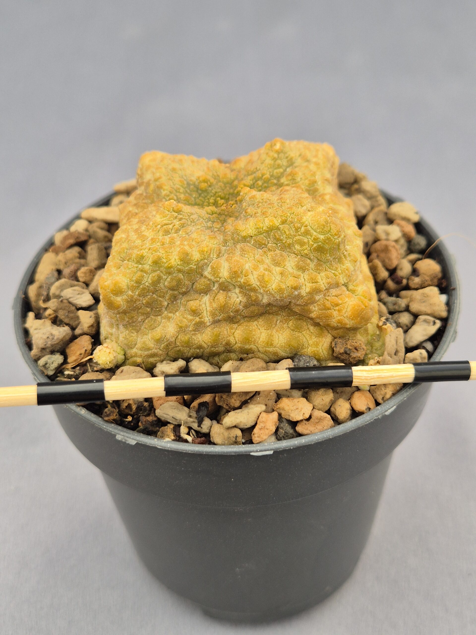 20250218_162050 Pseudolithos Cubiformis 008 - Imagen 1