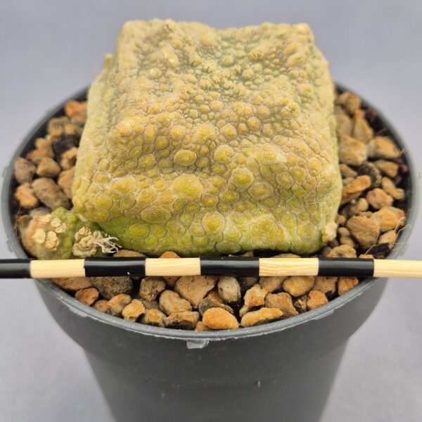 Pseudolithos Cubiformis 009