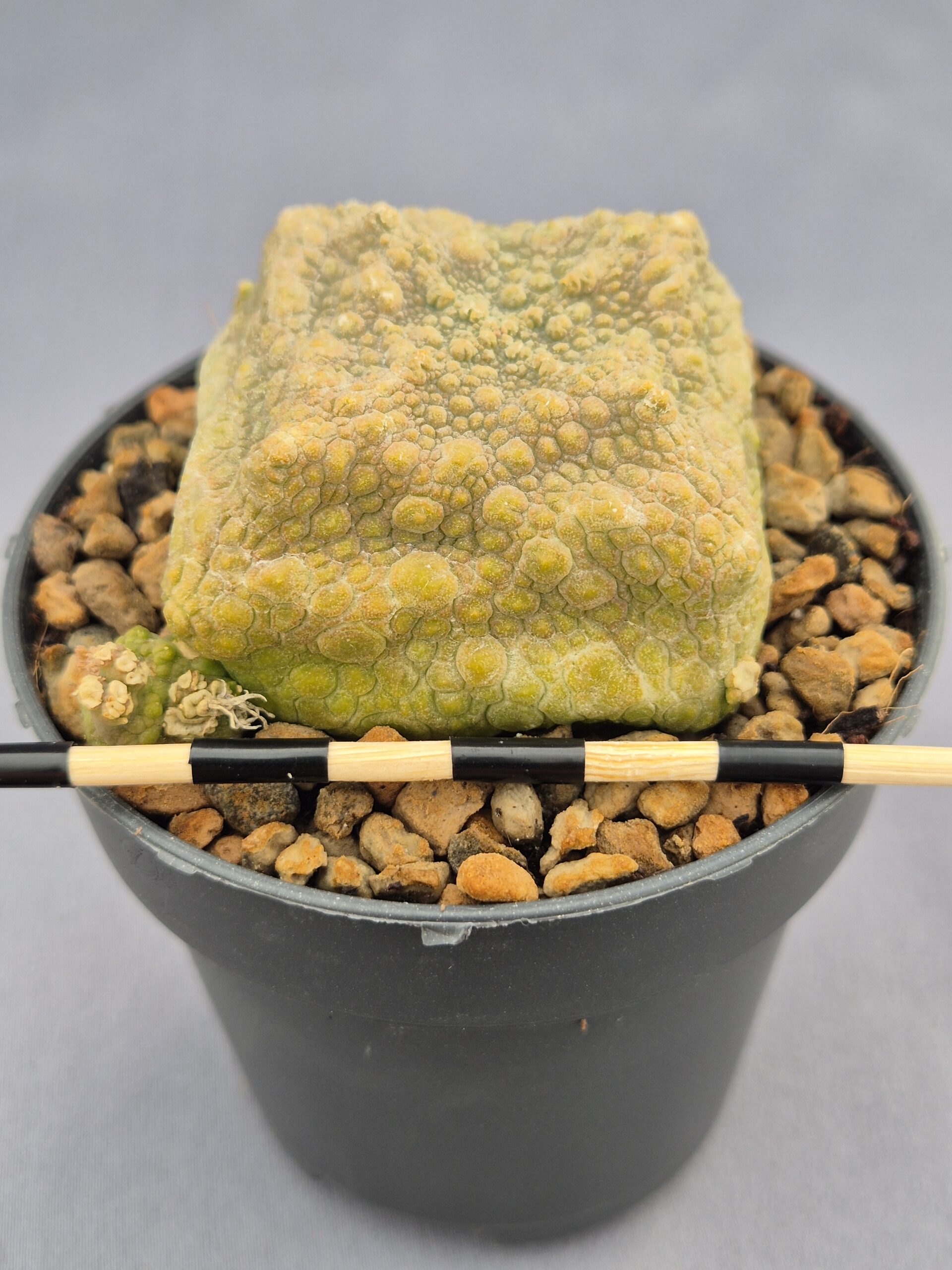 20250218_162318 Pseudolithos Cubiformis 009 - Imagen 1