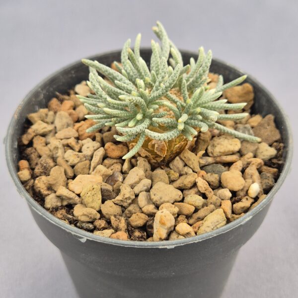 Avonia Quinaria sp. Alstonii 001