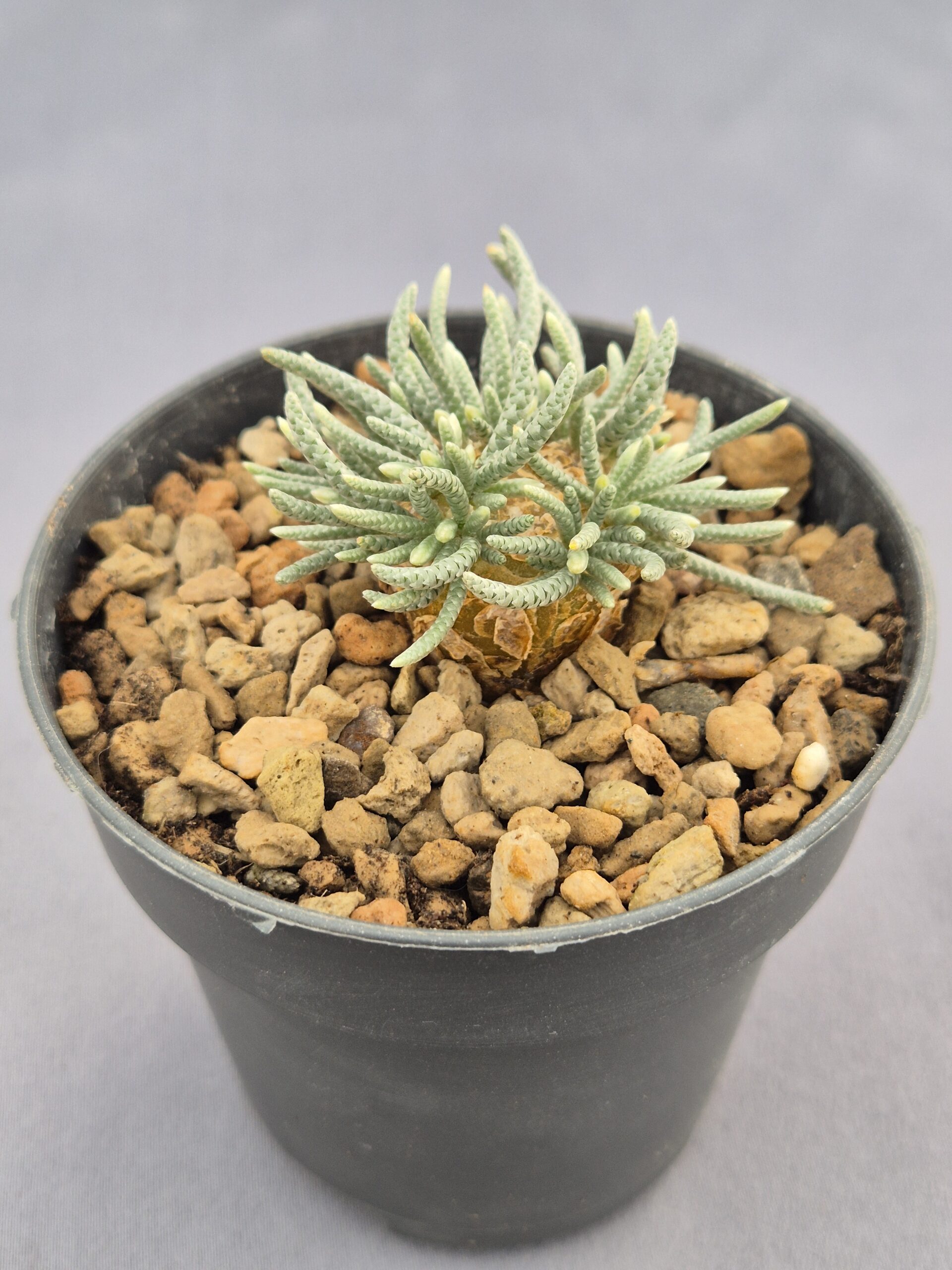 20250218_162732 Avonia Quinaria sp. Alstonii 001 - Imagen 1