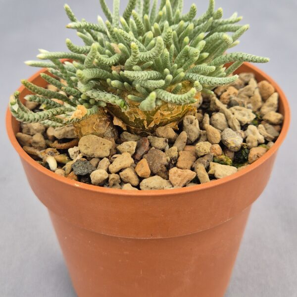 Avonia Quinaria sp. Alstonii 002