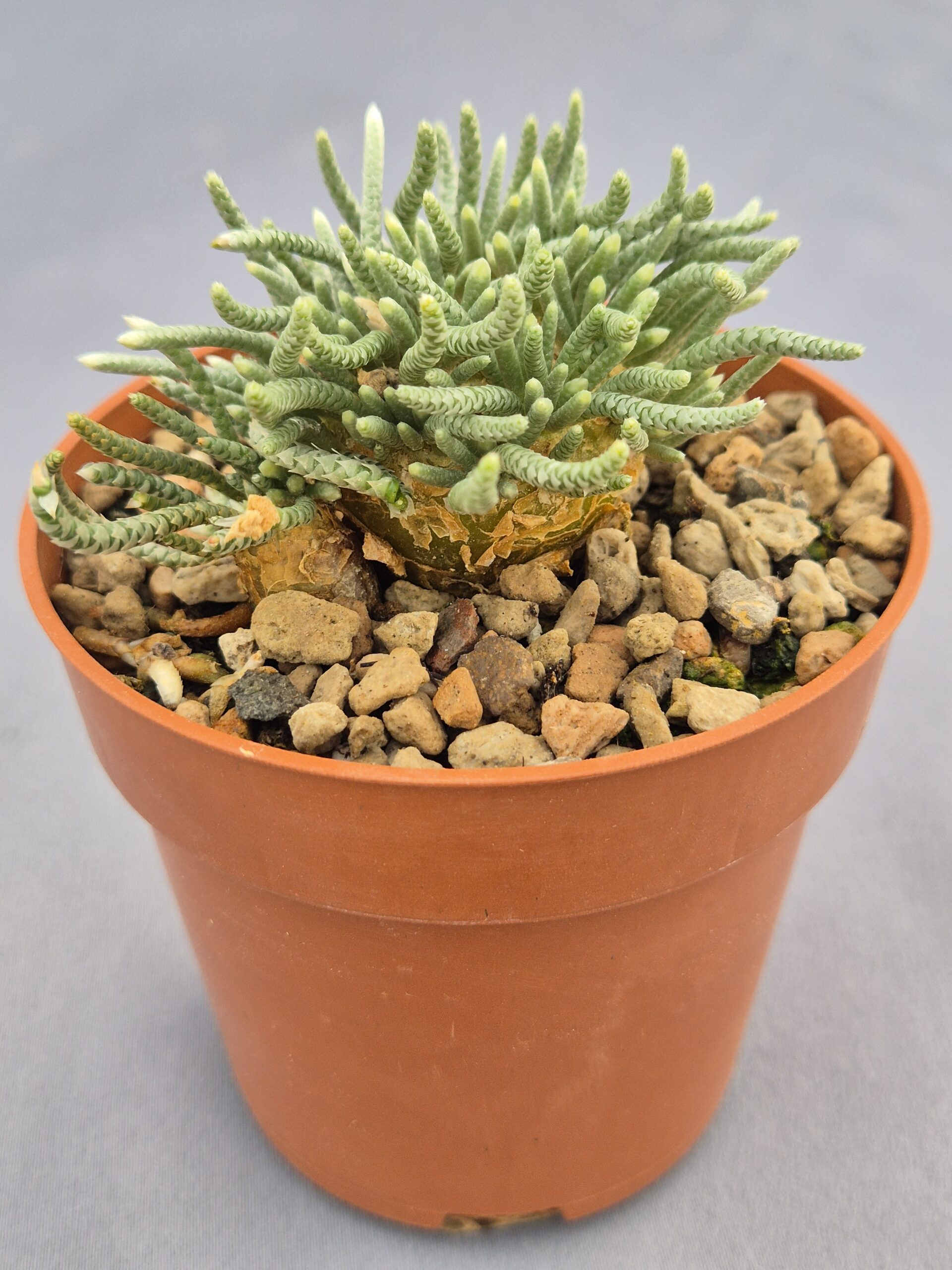 20250218_163047 Avonia Quinaria sp. Alstonii 002 - Imagen 1