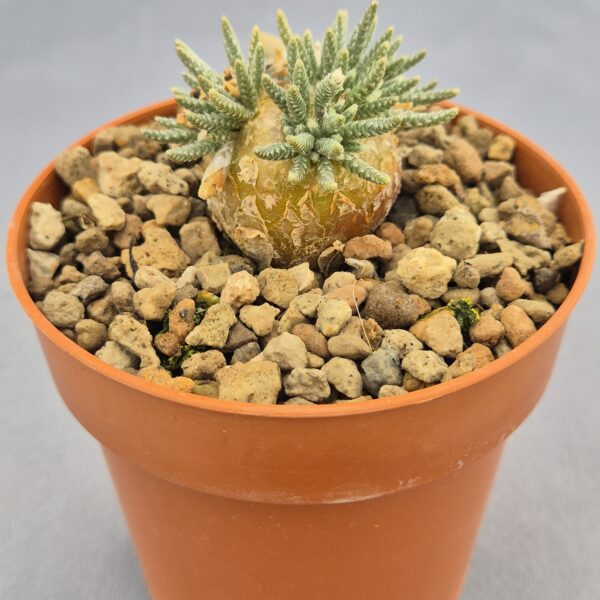 Avonia Quinaria sp. Alstonii 003