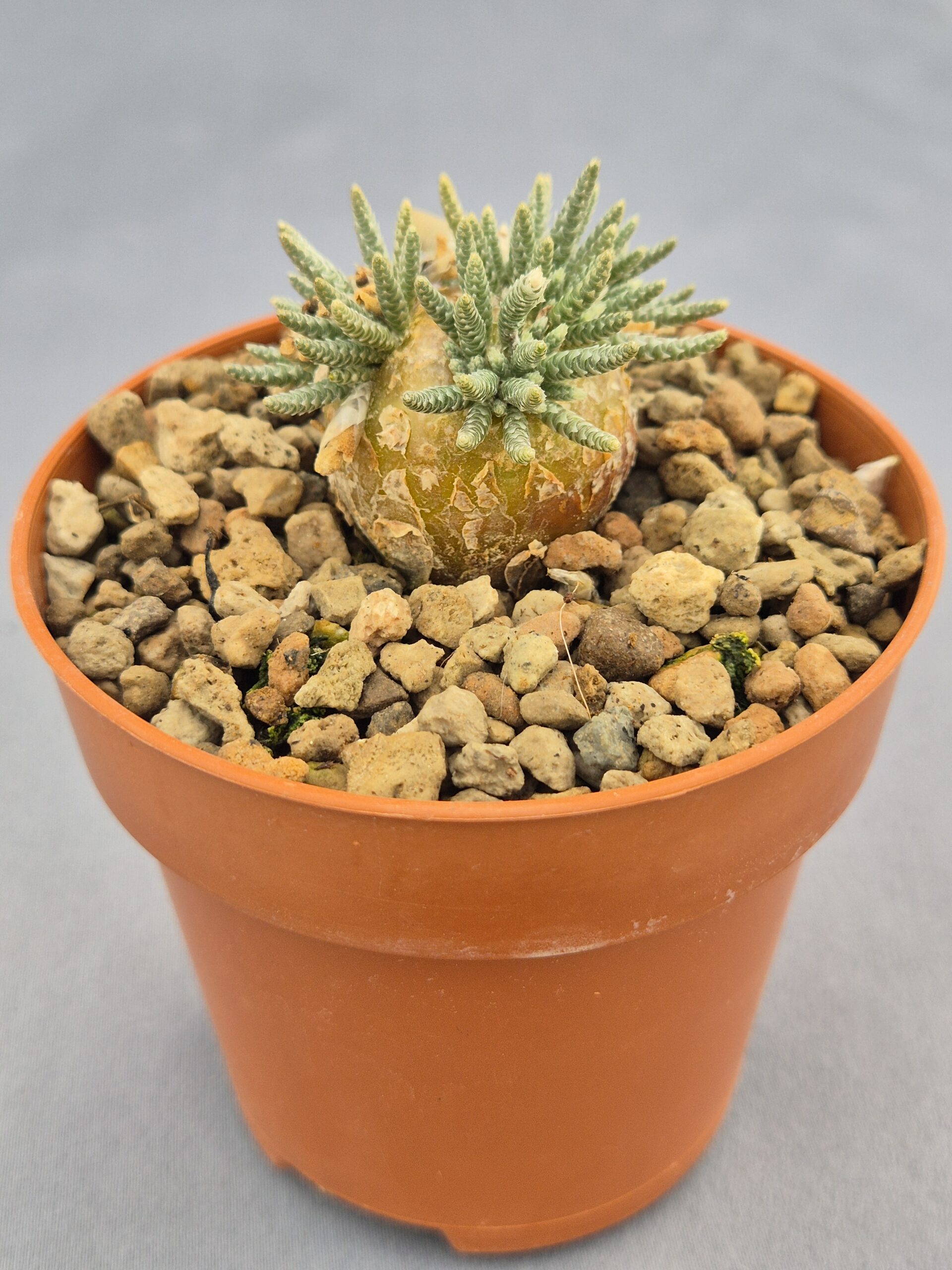 20250218_163146 Avonia Quinaria sp. Alstonii 003 - Imagen 1