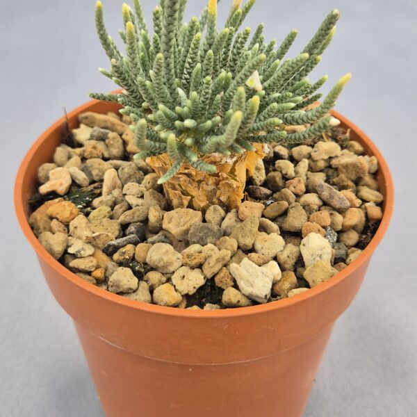 Avonia Quinaria sp. Alstonii 004