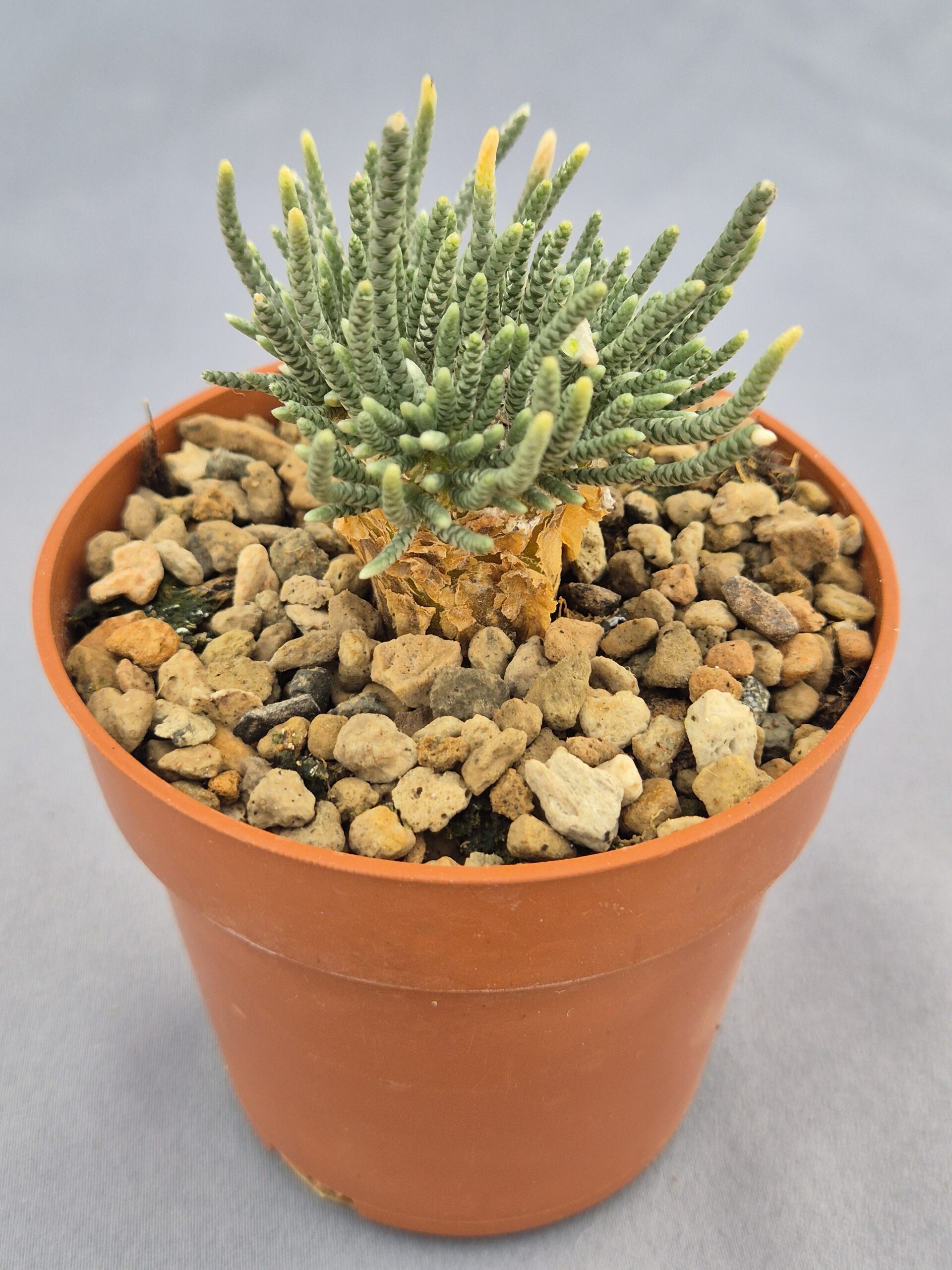 20250218_163536 Avonia Quinaria sp. Alstonii 004 - Imagen 1