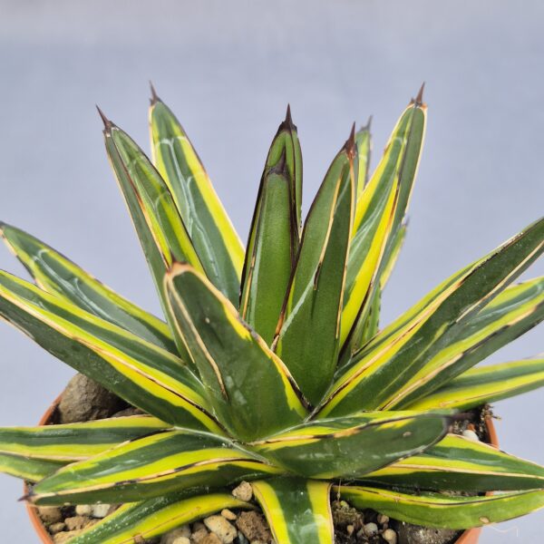 Agave Victoriae-Reginae variegata