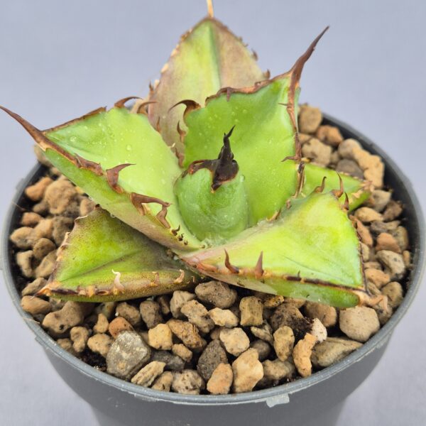 Agave Titonata Thunder