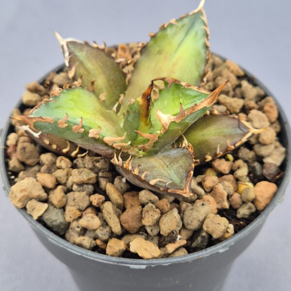 Agave Titanota cv. 'Red Catweazle'