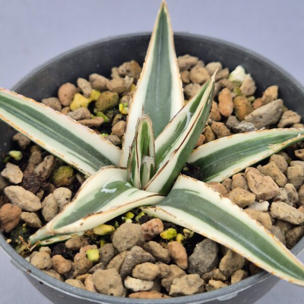 Agave Victoriae-Reginae 'White Rhino'