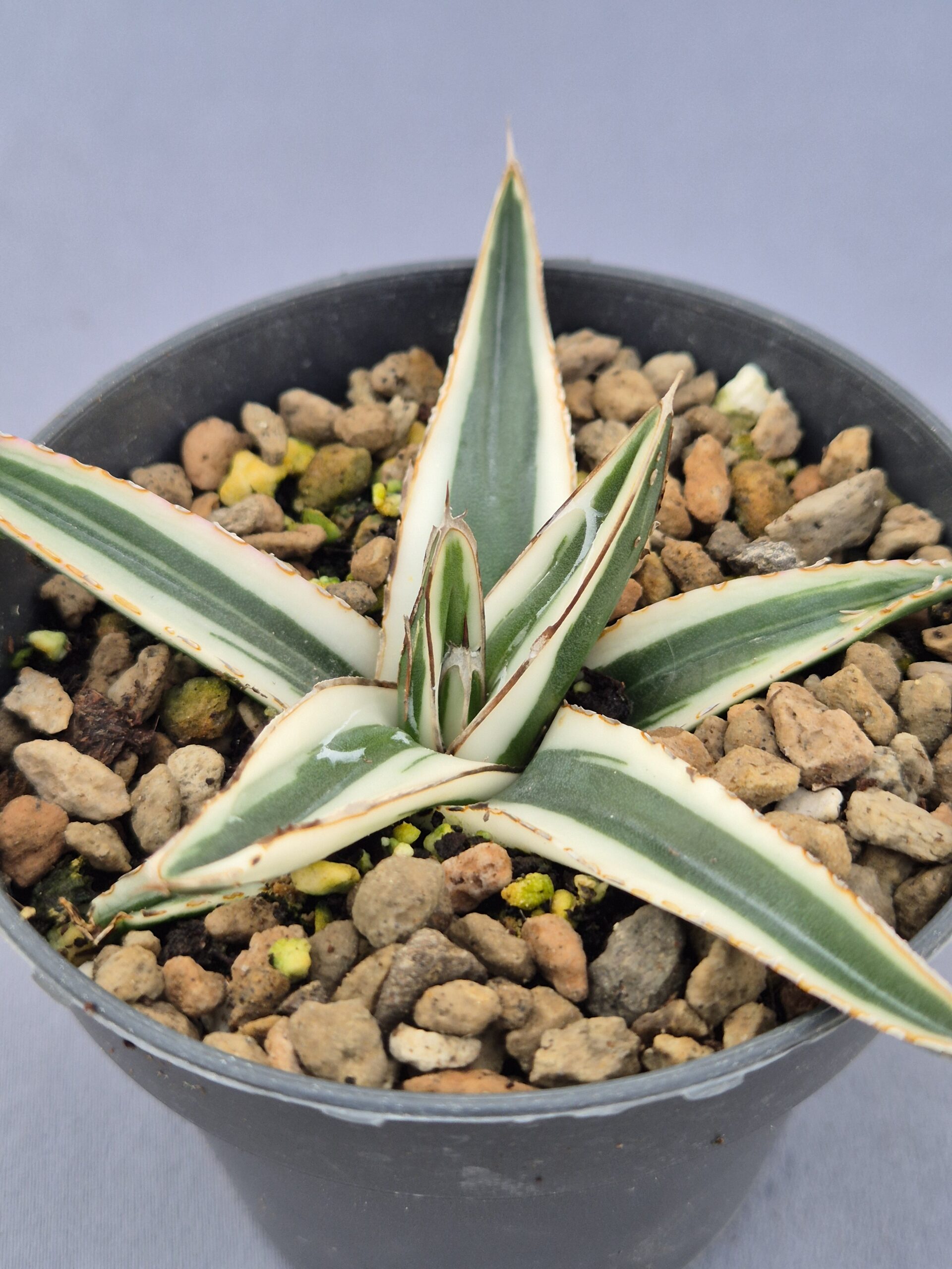 20250218_170402 Agave Victoriae-Reginae 'White Rhino' - Imagen 1