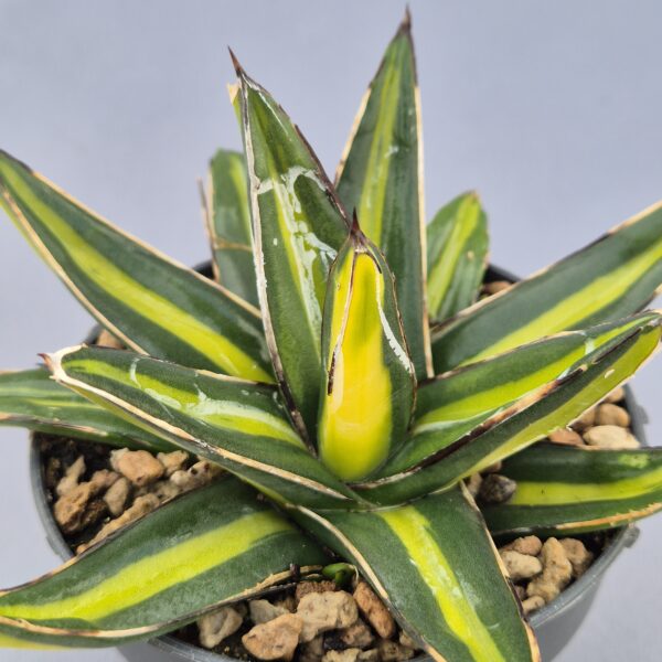 Agave Victoriae-Reginae 'Giant'