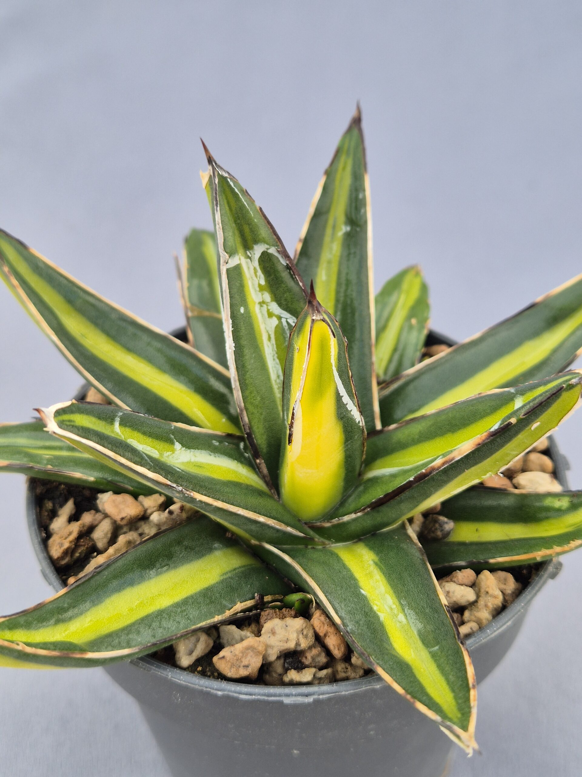 20250218_171753 Agave Victoriae-Reginae 'Giant' - Imagen 1