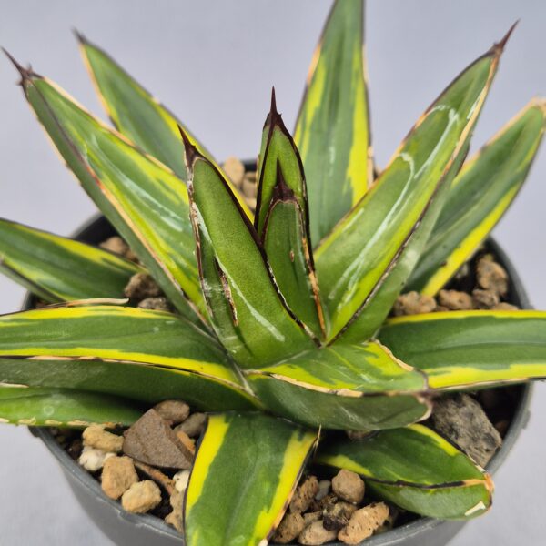 Agave Victoriae-Reginae 'Torafu'
