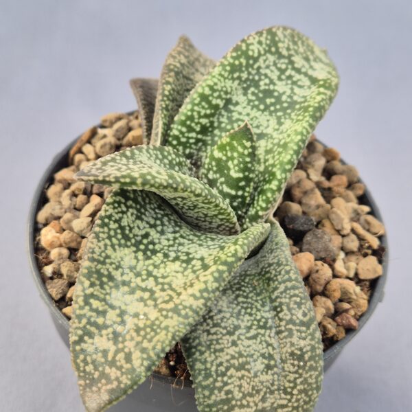 Gasteria híbrida 001