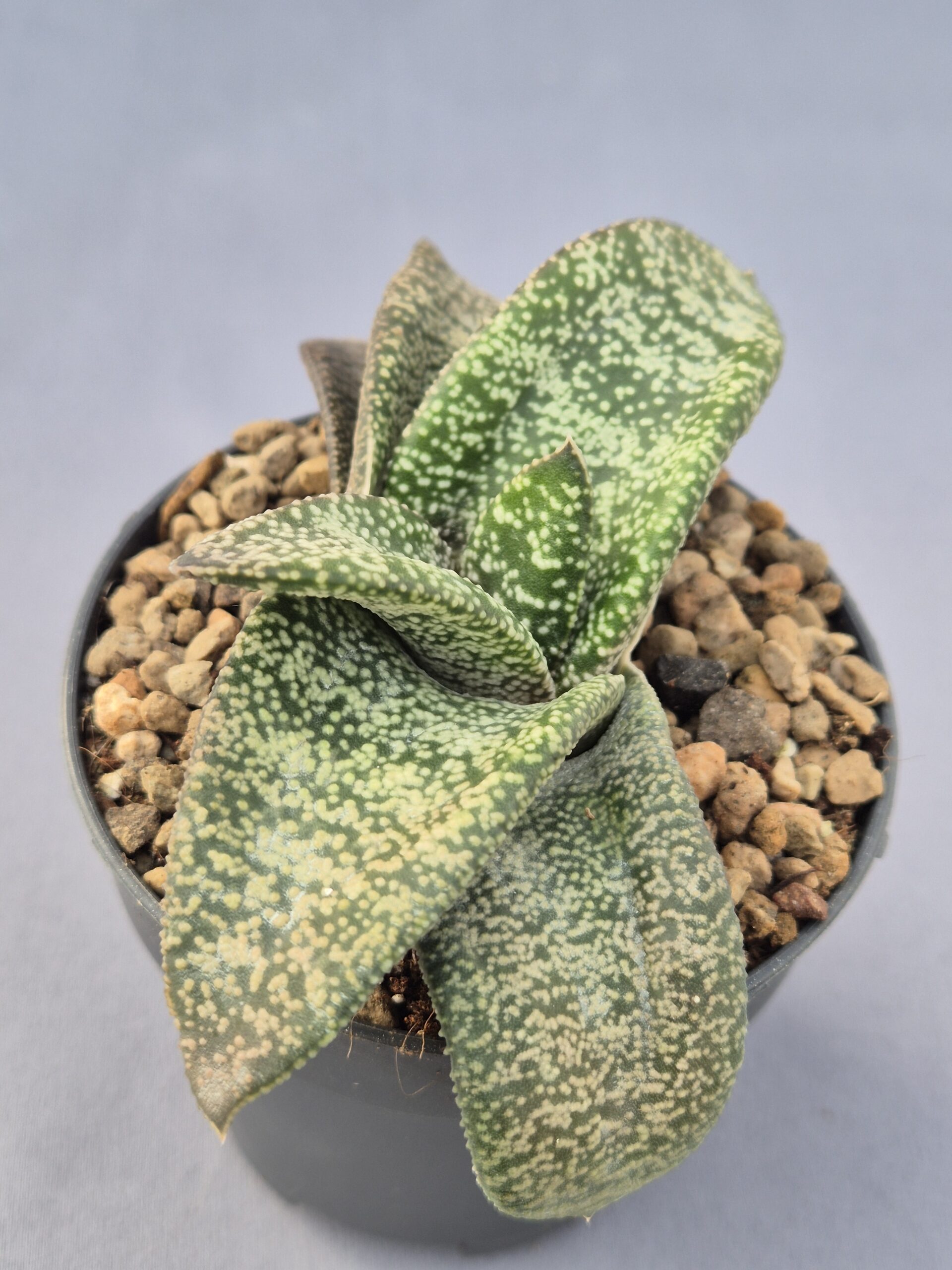 20250219_132616 Gasteria híbrida 001 - Imagen 1