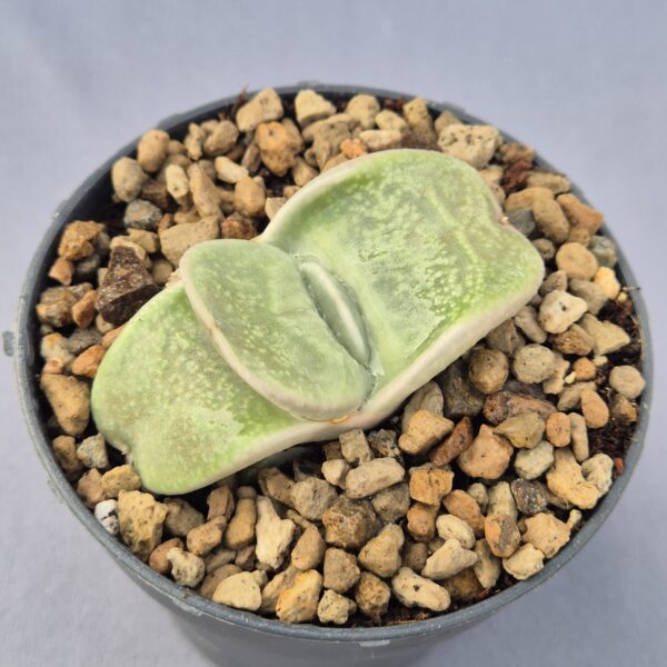 Gasteria híbrida 002